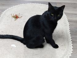 Lost Male Cat last seen Beechwood Circle area of Springfield Acres subdivision, Bristol, TN 37620