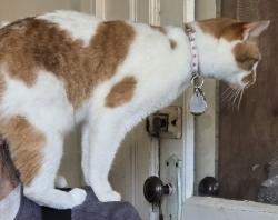 Lost Male Cat last seen Haydon & San Benito St, Hollister, CA 95023