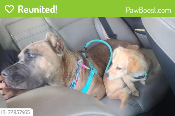 Reunited Female Dog last seen Lakeshore drive, Lakeside, CA 92040