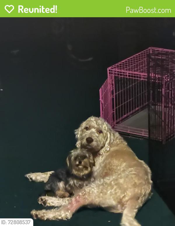 Reunited Male Dog last seen Fluer de lis dr, Florissant, MO 63034