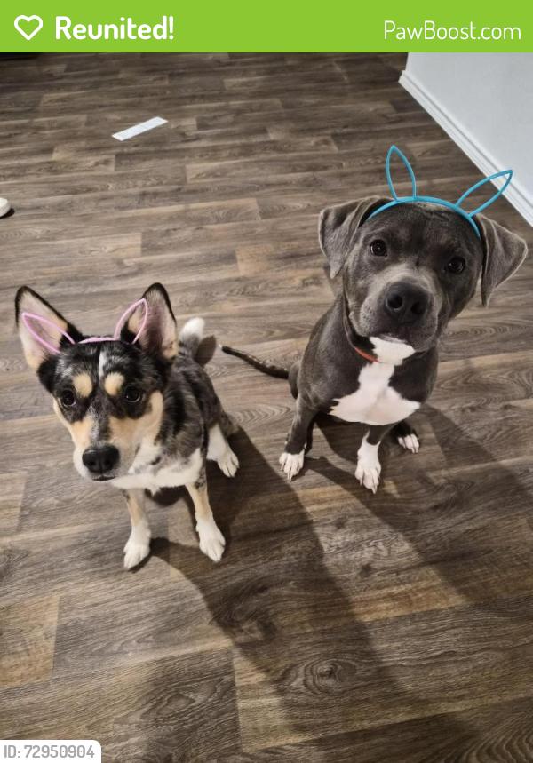 Reunited Female Dog last seen Avenida neighborhood, Converse, TX 78109