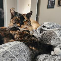 Lost Female Cat last seen Near e chaparosa way, Cave Creek Az 85331, Cave Creek, AZ 85331
