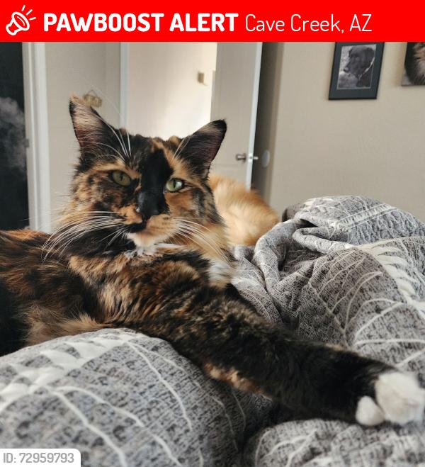 Lost Female Cat last seen Near e chaparosa way, Cave Creek Az 85331, Cave Creek, AZ 85331