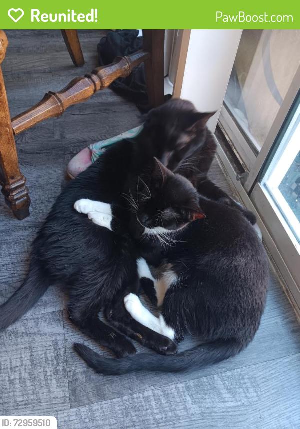 Reunited Unknown Cat last seen Horse, Las Vegas, NV 89131