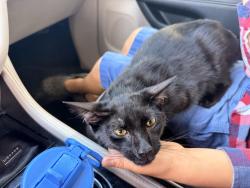 Found/Stray Female Cat last seen Oakland and university, Sunrise, FL 33351