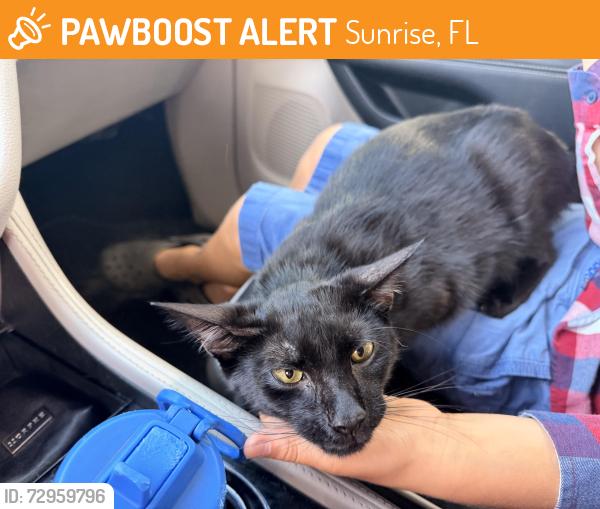 Found/Stray Female Cat last seen Oakland and university, Sunrise, FL 33351