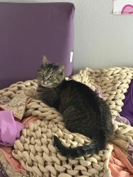Reunited Female Cat last seen Pawnee and Lulu, Wichita, KS 67211