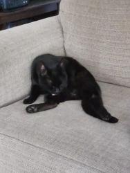 Reunited Female Cat last seen Mayspond Neighborhood, Bothell, WA 98012