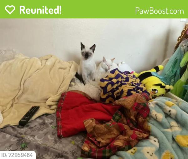 Reunited Male Cat last seen Edinger and Sher , Huntington Beach, CA 92647