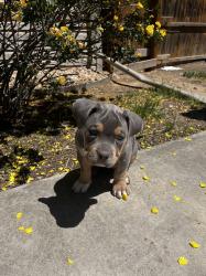 Reunited Female Dog last seen 4th st Dacono co , Dacono, CO 80514