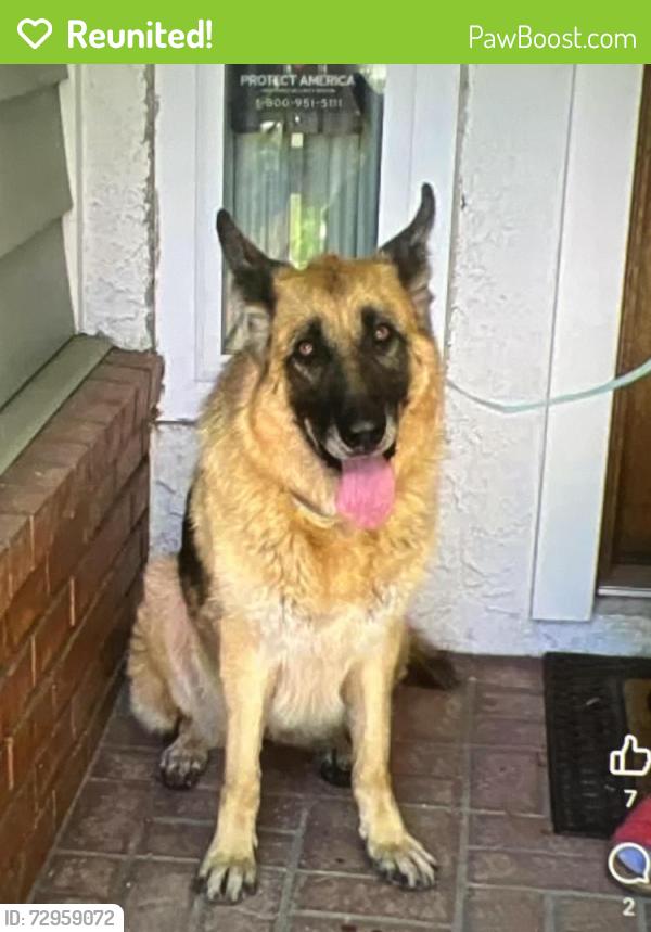 Reunited Female Dog last seen Tierra Rejada & South Hampton, Moorpark, CA 93021