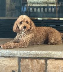 Lost Male Dog last seen Washington Ave, Racine, WI 53405