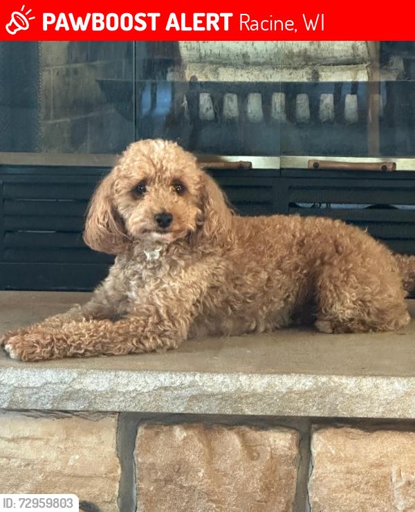 Lost Male Dog last seen Washington Ave, Racine, WI 53405