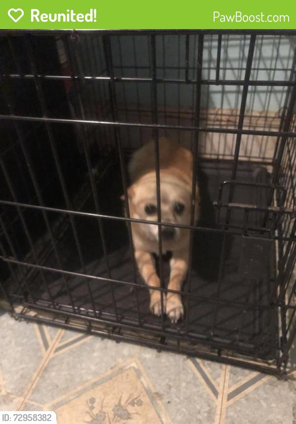 Reunited Female Dog last seen Pike Street and Luzerne Street, Philadelphia, PA 19140