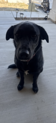 Found/Stray Female Dog last seen Kirby & 7th st. San Jacinto , San Jacinto, CA 92583