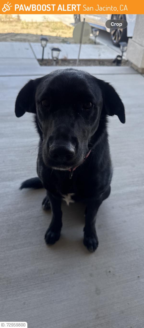 Found/Stray Female Dog last seen Kirby & 7th st. San Jacinto , San Jacinto, CA 92583
