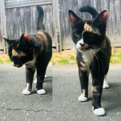 Reunited Unknown Cat last seen Hope Street and Bouton Street East, Stamford, CT 06907