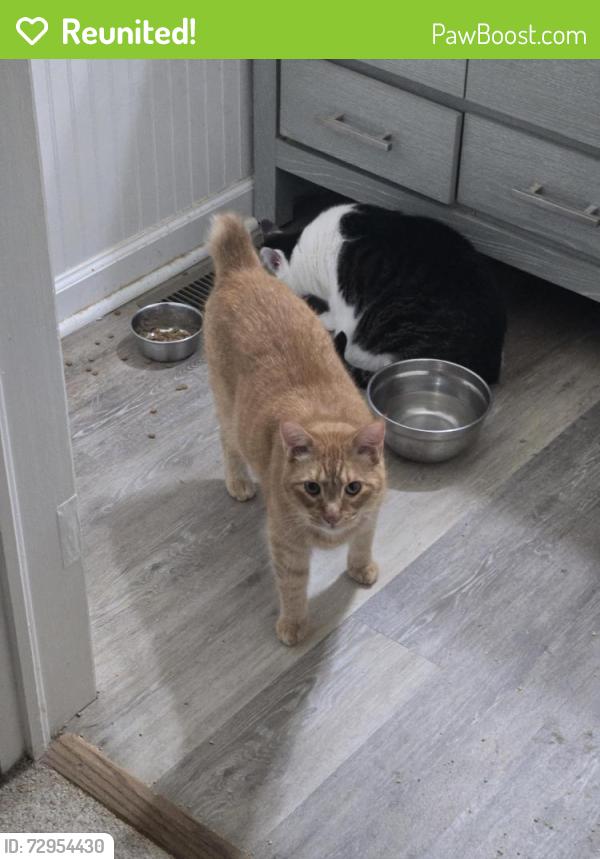 Reunited Male Cat last seen Near ann street Gordon , Gordon, GA 31031
