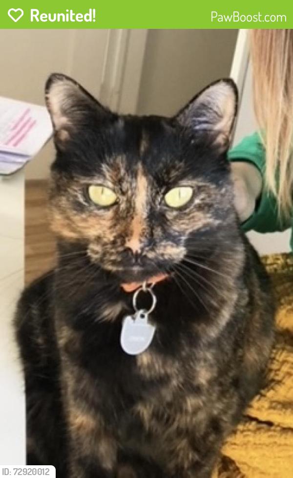 Reunited Female Cat last seen Near W 200 S- W 200 S S Foss St S Montegomery St  Sherwood Park , Salt Lake City, UT 84104