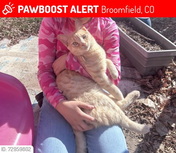 Lost Male Cat last seen Emerald and garnet, Broomfield, CO 80020