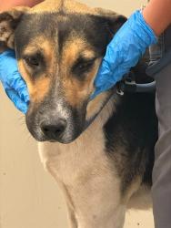 Shelter Stray Female Dog last seen , Tucson, AZ 85745