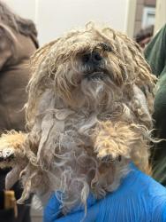 Shelter Stray Female Dog last seen , Tucson, AZ 85745