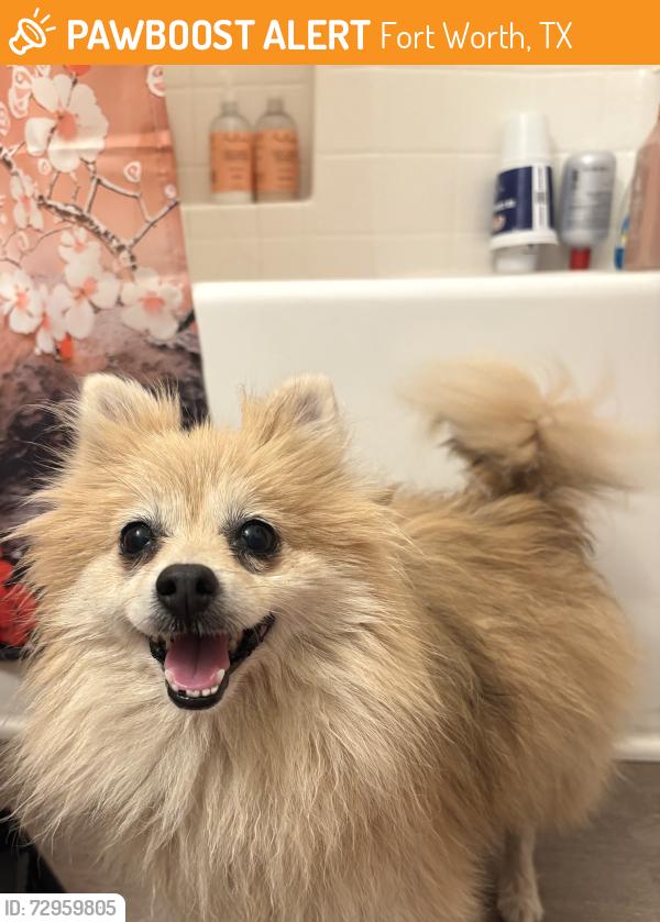 Found/Stray Female Dog last seen Stone creek ranch , Fort Worth, TX 76135
