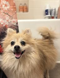 Found/Stray Female Dog last seen Stone creek ranch , Fort Worth, TX 76135
