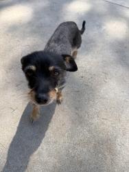 Found/Stray Female Dog last seen Electric Ave and West 39th, San Bernardino, CA 92404