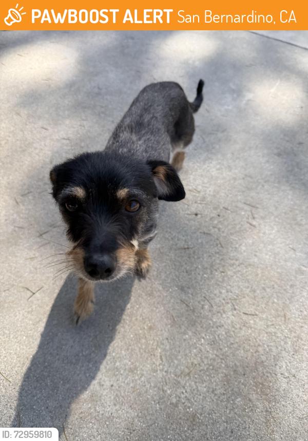 Found/Stray Female Dog last seen Electric Ave and West 39th, San Bernardino, CA 92404