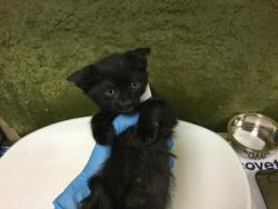 Shelter Stray Female Cat last seen Near BLOCK ARLINGTON AVE, RIVERSIDE CA 92506, Jurupa Valley, CA 92509