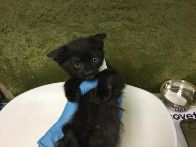 Shelter Stray Female Cat last seen Near BLOCK ARLINGTON AVE, RIVERSIDE CA 92506, Jurupa Valley, CA 92509