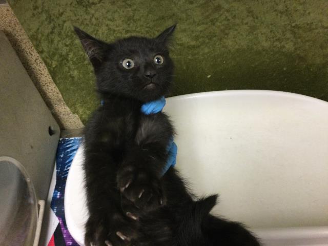 Shelter Stray Female Cat last seen Near BLOCK ARLINGTON AVE, RIVERSIDE CA 92506, Jurupa Valley, CA 92509