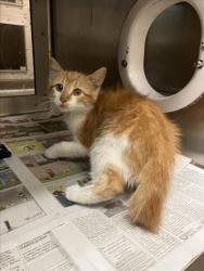 Shelter Stray Male Cat last seen Near BLOCK W KELLOGG DR, WICHITA KS 67209, Wichita, KS 67219