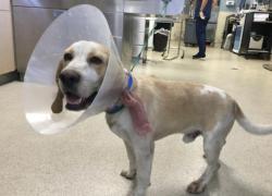 Shelter Stray Male Dog last seen Near BLOCK JONES AVE, RIVERSIDE CA, Jurupa Valley, CA 92509