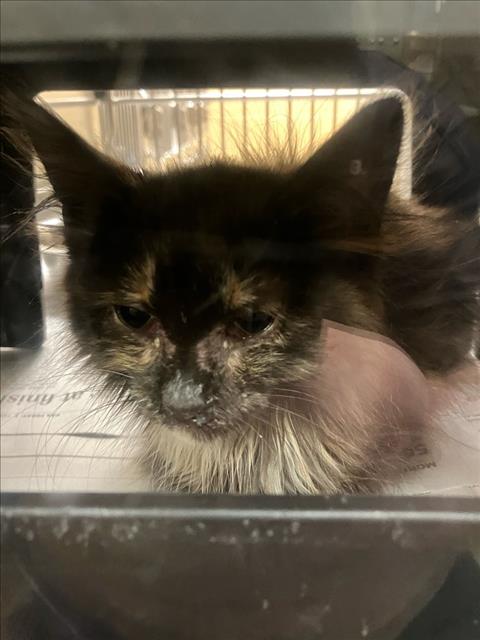 Shelter Stray Female Cat last seen Near BLOCK E PAWNEE AVE, WICHITA KS 67211, Wichita, KS 67219