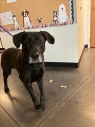 Shelter Stray Male Dog last seen Near BLOCK S MAIN ST, WICHITA KS 67213, Wichita, KS 67219