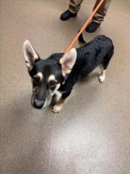 Shelter Stray Male Dog last seen Near BLOCK S DOVER ST, WICHITA KS 67216, Wichita, KS 67219