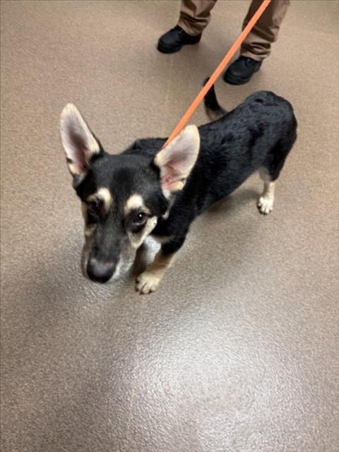 Shelter Stray Male Dog last seen Near BLOCK S DOVER ST, WICHITA KS 67216, Wichita, KS 67219