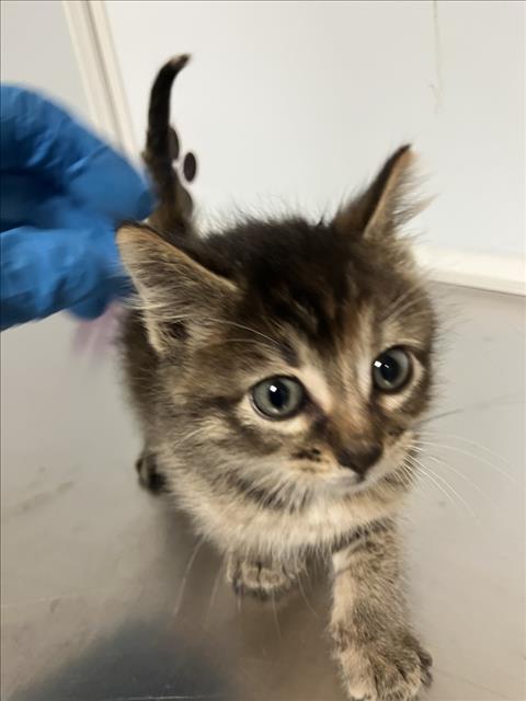 Shelter Stray Unknown Cat last seen Near BLOCK S HYDRAULIC AVE, WICHITA KS 67216, Wichita, KS 67219