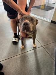 Shelter Stray Male Dog last seen Near BLOCK S MADISON AVE, WICHITA KS 67211, Wichita, KS 67219