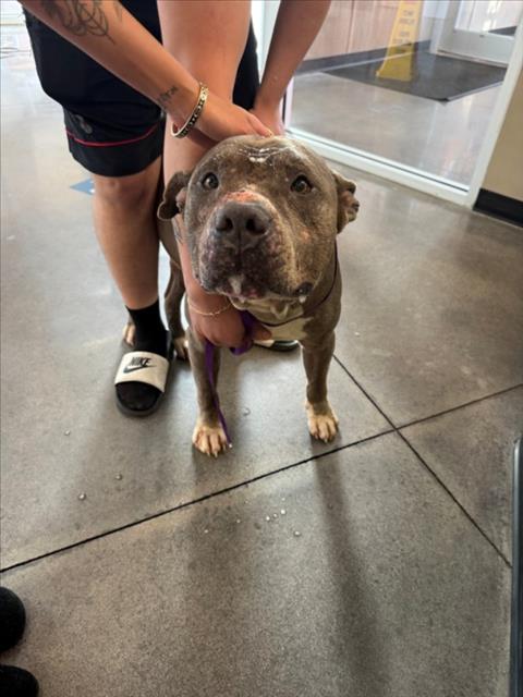 Shelter Stray Male Dog last seen Near BLOCK S MADISON AVE, WICHITA KS 67211, Wichita, KS 67219