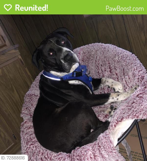 Reunited Male Dog last seen Palmdale metro station, Palmdale, CA 93550