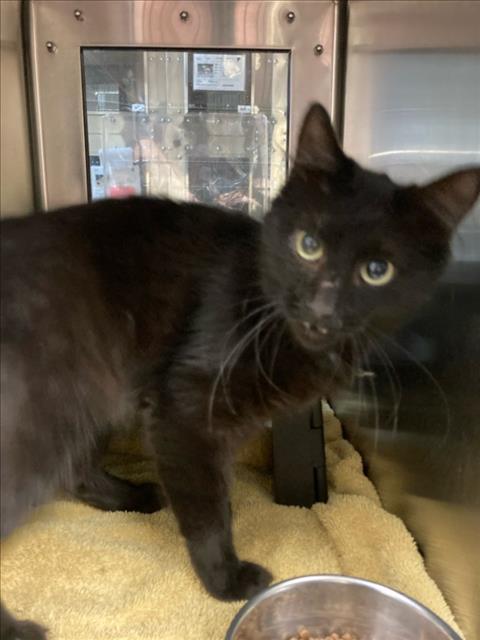 Shelter Stray Male Cat last seen Near BLOCK S SAINT PAUL AVE, WICHITA KS 67213, Wichita, KS 67219