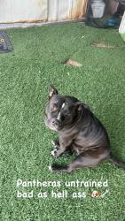 Lost Female Dog last seen Cypress st, Fontana, CA 92335