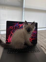 Reunited Female Cat last seen Lankershim & Otsego , Los Angeles, CA 91601