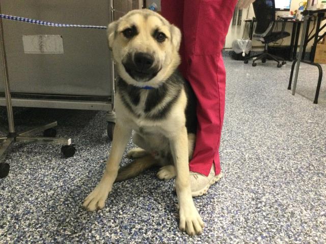 Shelter Stray Male Dog last seen Near BLOCK DESERT SANDS DESERT HOT SPRINGS CA 92240, Thousand Palms, CA 92276