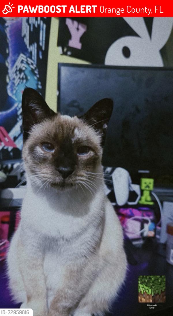 Lost Female Cat last seen beggs road, Orange County, FL 32810