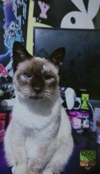 Lost Female Cat last seen beggs road, Orange County, FL 32810