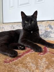 Found/Stray Male Cat last seen 21st & Garnett area, Tulsa, OK 74134